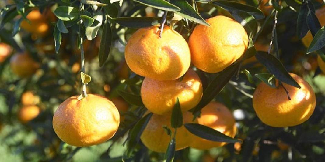 Tescilli üründe rekolte düştü! 3 bin tonun altında hasat tamamlanacak: Bahçede 20 TL’den markette 100 TL’den satılacak 5